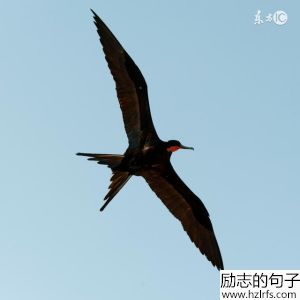 经典语录：长得漂亮是优势，活得漂亮是本事